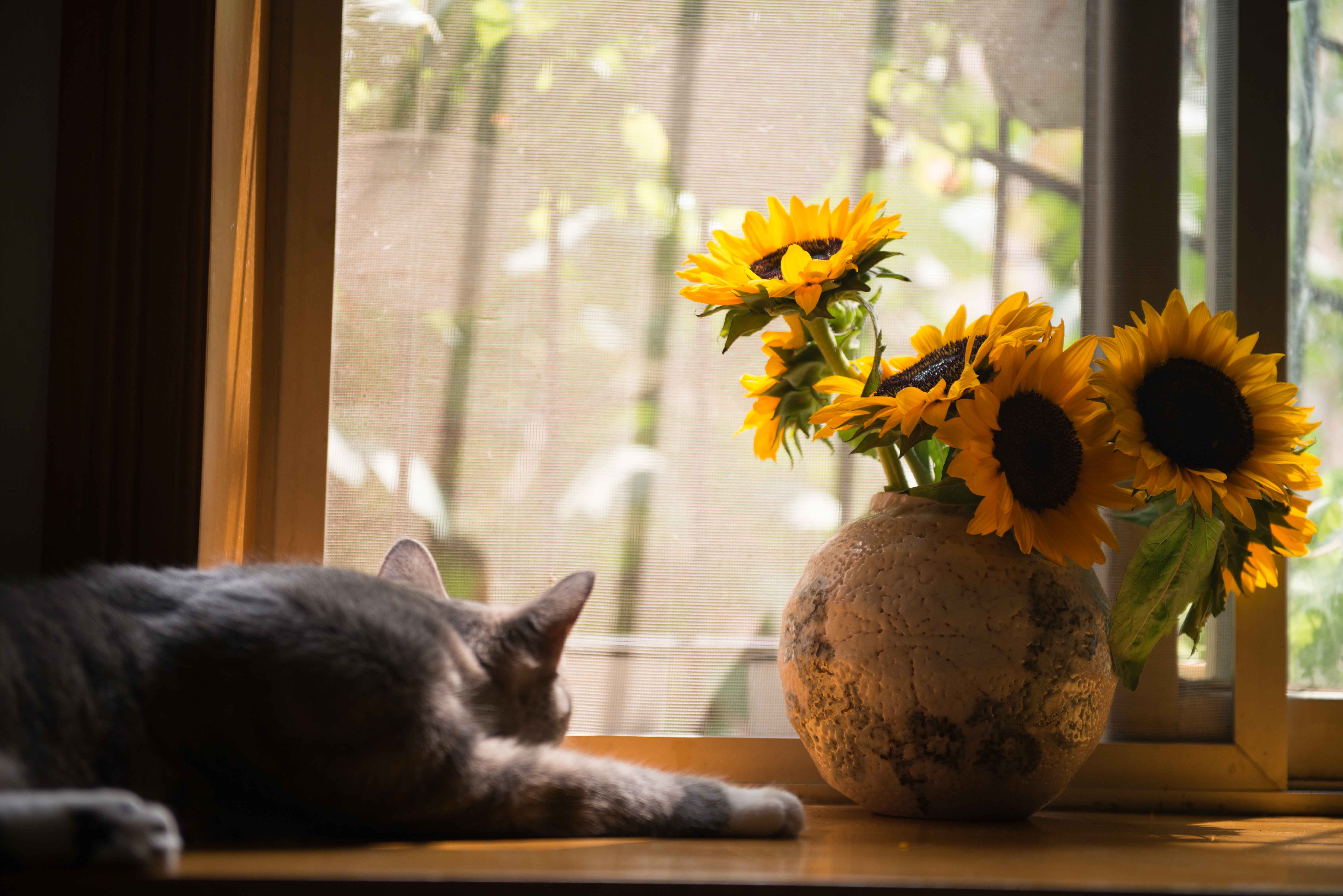 Ahimsa: Full Compassion