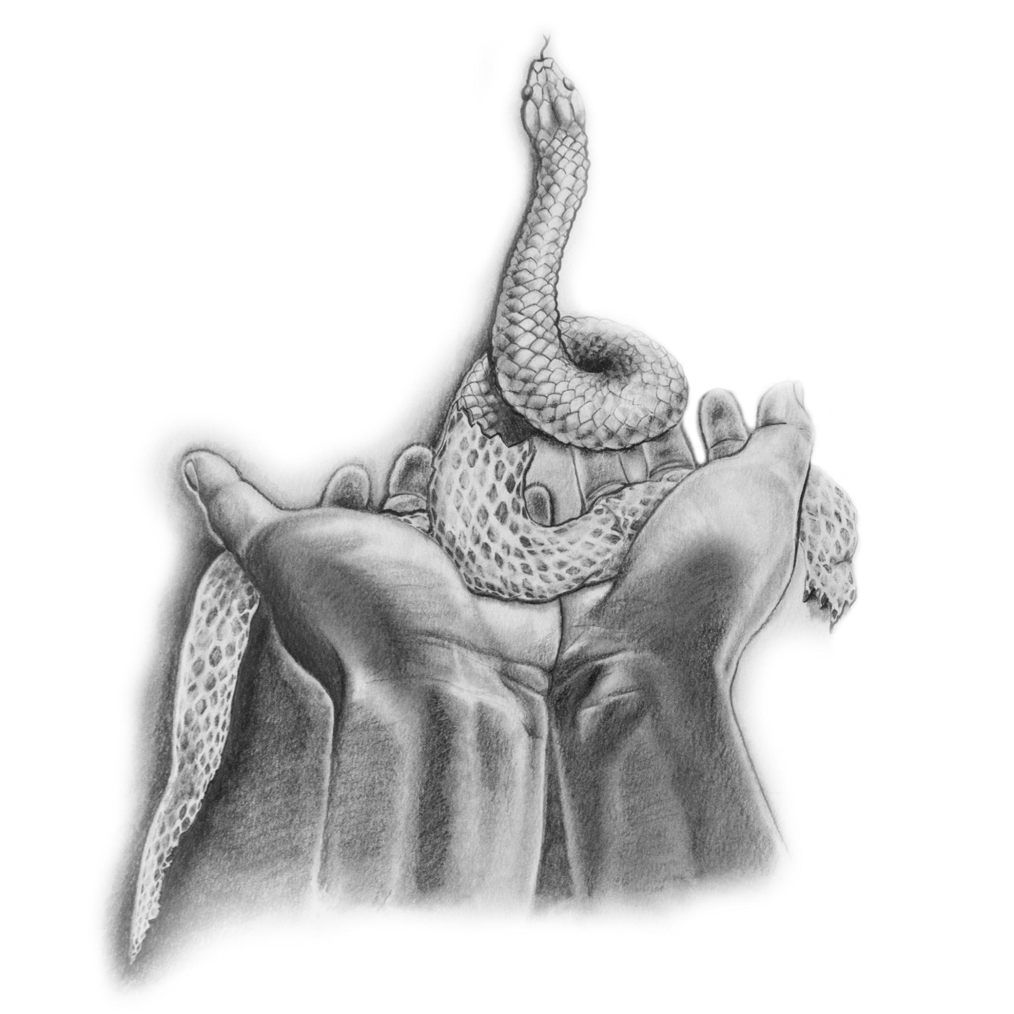 katy-gennaro-drawing-serpent-in-hands Graphite drawing by Katy Gennaro of open hands holding a serpent shedding its skin